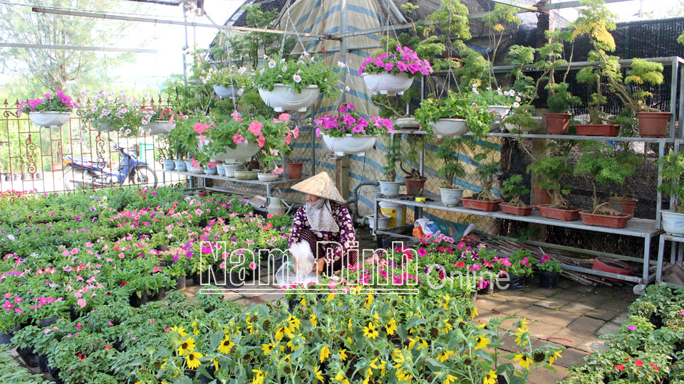 Hội viên nông dân xã Điền Xá phát triển nghề trồng hoa, cây cảnh.