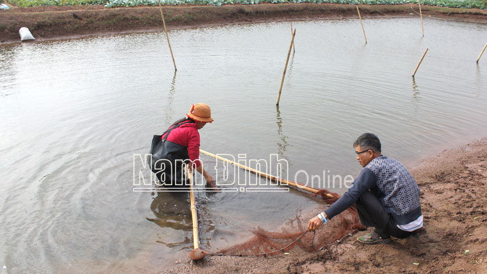 Gia đình ông Vũ Mạnh Bằng, xóm 14, xã Nghĩa Bình kiểm tra môi trường ao nuôi cá.