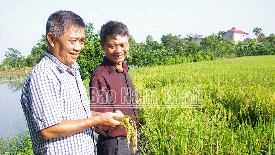 Kiểm tra chất lượng, năng suất lúa mùa tại HTX Cựu chiến binh Vạn Xuân Trường, xã Hiển Khánh, huyện Vụ Bản.