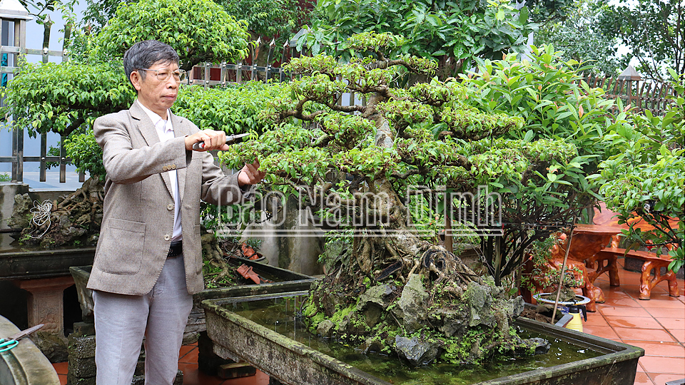 Ông Đỗ Quang Tuyến, xóm 2 Trực Hải chăm sóc cây sanh dáng làng - tác phẩm đoạt Huy chương Bạc tại Triển lãm trưng bày sinh vật cảnh các tỉnh đồng bằng sông Hồng năm 2018.