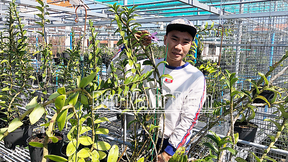 Anh Nguyễn Văn Phú, xóm 3, xã Điền Xá (Nam Trực) chăm sóc vươn hoa phong lan.