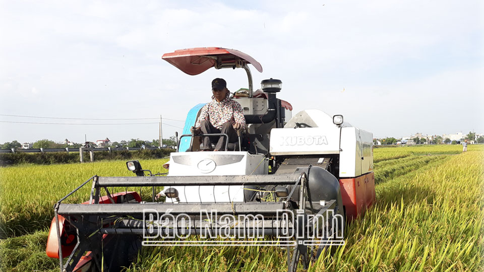 Hợp tác xã Kinh doanh dịch vụ nông nghiệp Trung Thành (Vụ Bản) cơ giới hóa 100% khâu thu hoạch lúa cho nông dân.