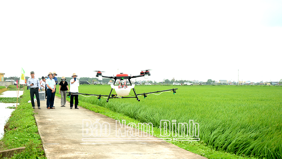 Công ty TNHH Cường Tân (Trực Ninh) thử nghiệm thiết bị bay không người lái phun thuốc trừ sâu cho lúa.  Bài và ảnh: Văn Đại