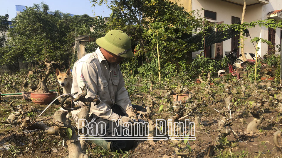 Ông Trần Văn Khoa, xóm Nhất Đê, xã Mỹ Trung (Mỹ Lộc) sửa cây sung cảnh.