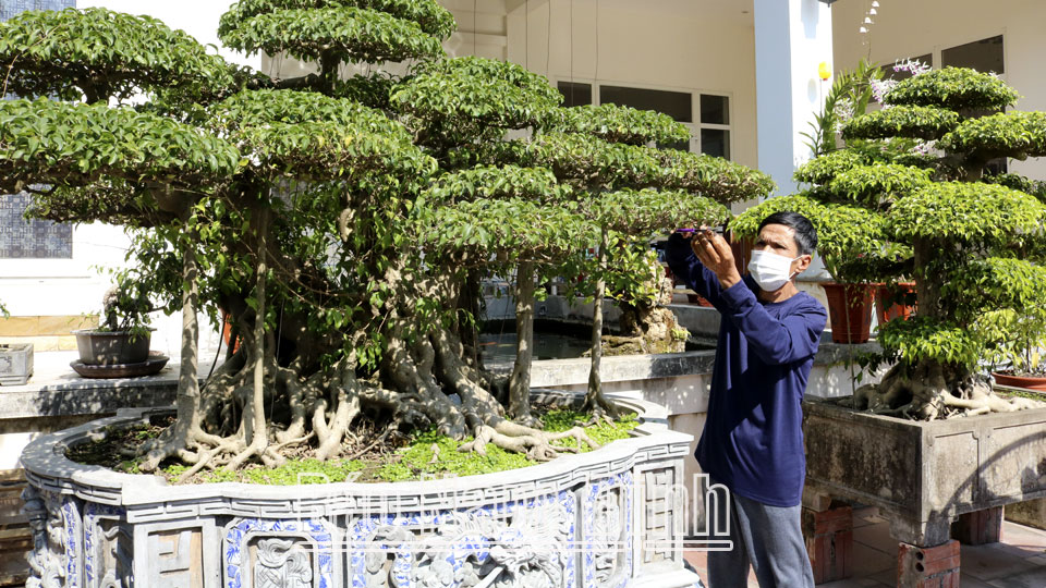 Nghệ nhân sinh vật cảnh Phạm Hồng Thái, xóm 14 chăm sóc cây sanh dáng “ngũ lão giáng đình”.