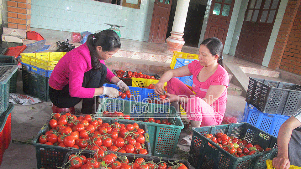 Thu hoạch cà chua vụ đông tại thị trấn Quỹ Nhất (Nghĩa Hưng).
