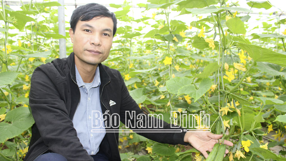 Mô hình trồng dưa chuột ứng dụng công nghệ cao của anh Vũ Văn Khá, thị trấn Quỹ Nhất (Nghĩa Hưng).