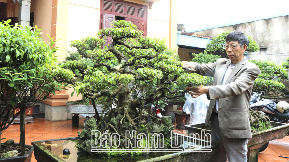 Gia đình ông Đỗ Quang Tuyến, xóm 2 Trực Hải, xã Liêm Hải có thu nhập ổn định mỗi năm từ trồng cây cảnh.