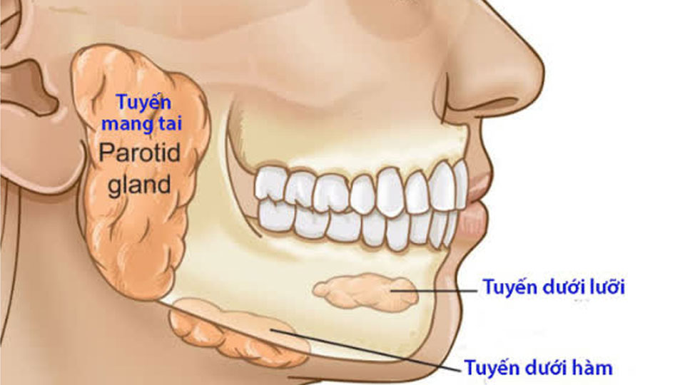 Hình ảnh tuyến nước bọt: tuyến mang tai, tuyến dưới hàm và tuyến dưới lưỡi.