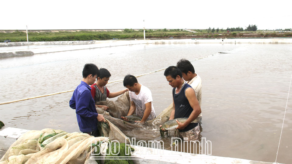Thu hoạch thủy sản tại xã Bạch Long.  Bài và ảnh: Nguyễn Hương