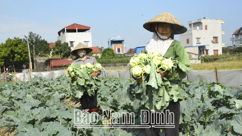 Người dân xã Yên Dương (Ý Yên) thu hoạch su hào.