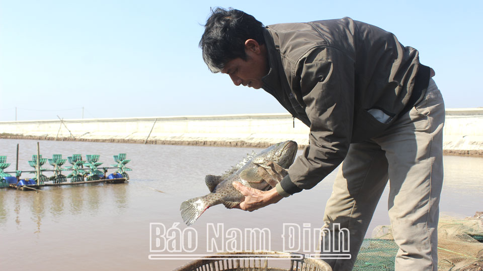 Ông Đỗ Văn Toàn, thành viên Tổ hợp tác - Chi hội nông dân nghề nghiệp nuôi cá mú xã Phúc Thắng thu hoạch thành quả.