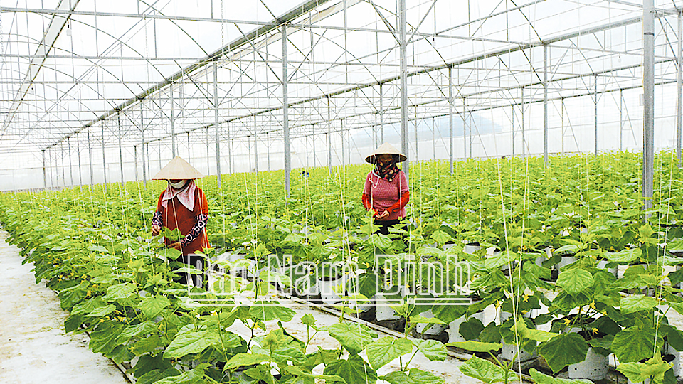 Công ty Cổ phần Sản xuất và Đầu tư nông nghiệp công nghệ cao Thần Nông phát triển mô hình trồng dưa trong nhà màng tại xã Đại Thắng (Vụ Bản) mang lại hiệu quả kinh tế cao.