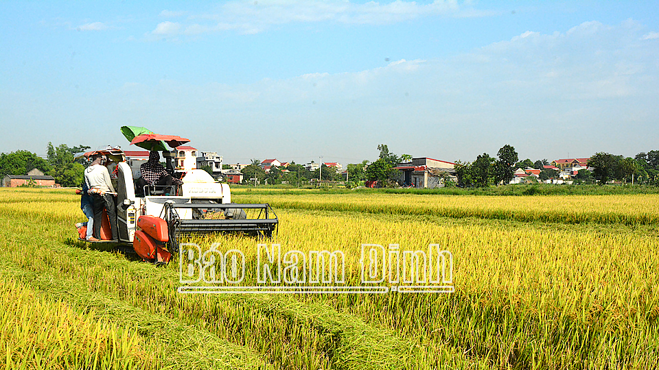 Cơ giới hóa khâu thu hoạch giúp giảm bớt công lao động nặng nhọc, hạn chế tổn thất, góp phần nâng cao nguồn thu cho nông dân (Trong ảnh: Nông dân xã Quang Trung, huyện Vụ Bản thu hoạch lúa mùa năm 2021).