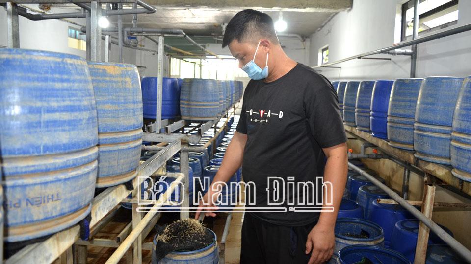 Được vốn Ngân hàng Agribank Chi nhánh Bắc Nam Định tiếp sức, cơ sở sản xuất nông sản sạch Vương Anh tại xóm Đoài, phường Mỹ Xá (thành phố Nam Định) đã vượt qua khó khăn, ổn định sản xuất.