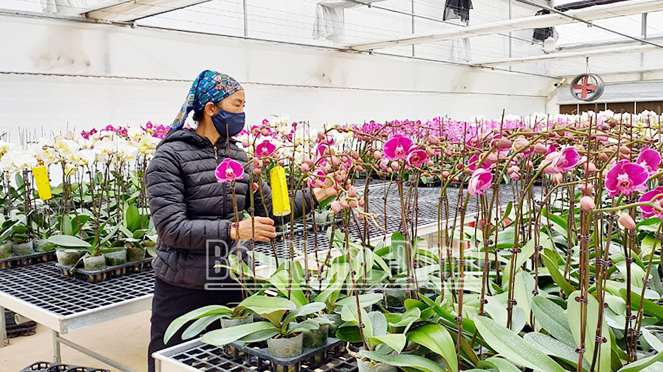 Chuẩn bị hoa Tết phục vụ khách hàng tại Hợp tác xã sản xuất, kinh doanh hoa, cây cảnh Nam Phong (thành phố Nam Định)