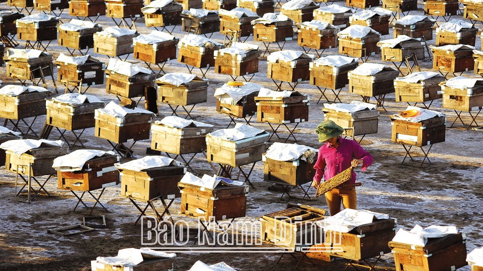 Mô hình nuôi ong tại vùng lõi Vườn quốc gia Xuân Thủy.