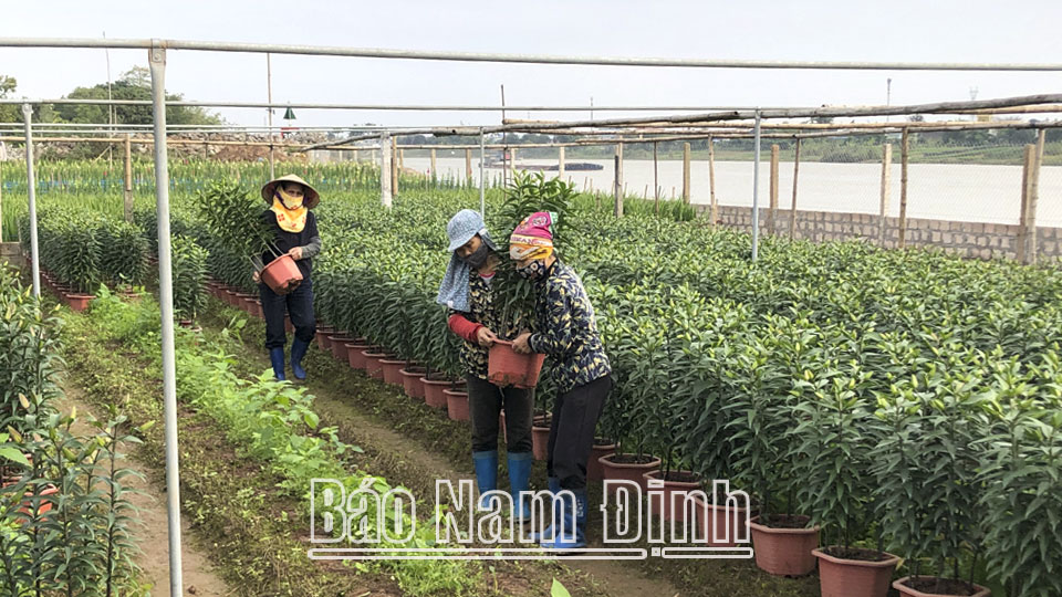Hội viên phụ nữ xã Nam Phong (thành phố Nam Định) làm giàu từ nghề trồng hoa cây cảnh truyền thống.  Bài và ảnh: Hoa Quyên