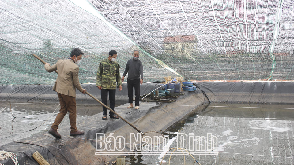 Mô hình nuôi ốc hương của HTX nuôi trồng thủy sản Hải Điền, xã Hải Chính (Hải Hậu).  Bài và ảnh: Lam Hồng