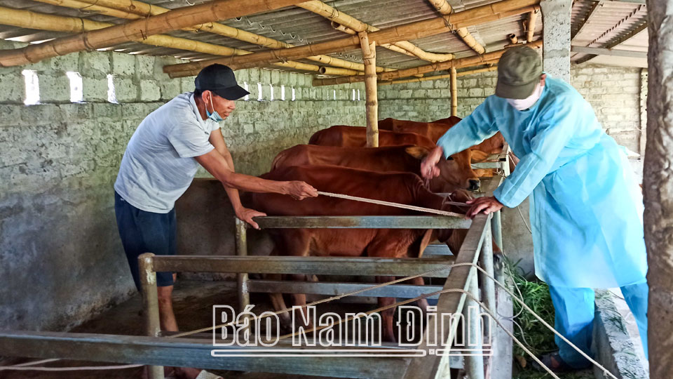 Cán bộ thú y xã Nghĩa Phong (Nghĩa Hưng) tiêm vắc-xin phòng bệnh viêm da nổi cục cho đàn bò trên địa bàn.