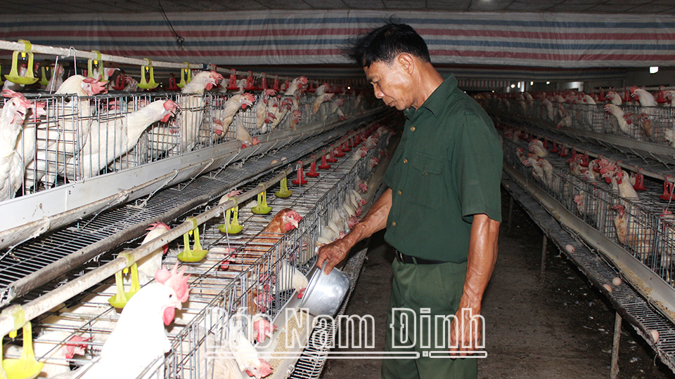 Trang trại chăn nuôi gà đẻ trứng theo tiêu chuẩn VietGAHP tại xã Xuân Thủy (Xuân Trường).