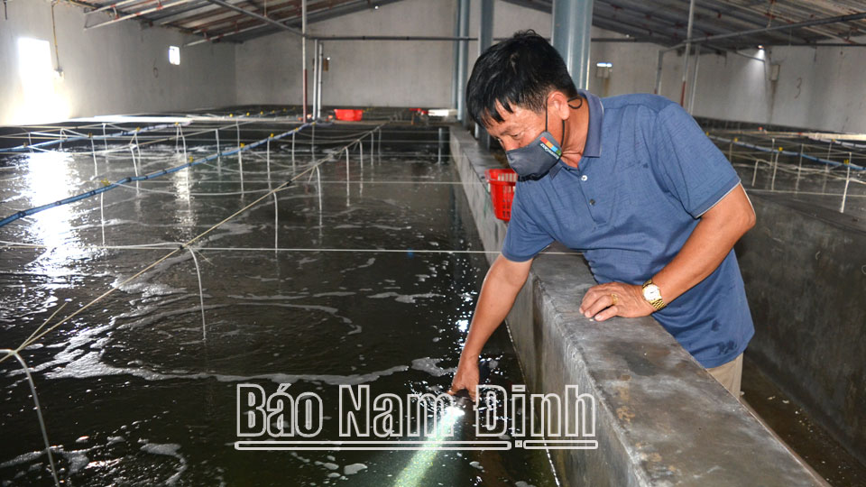 Kiểm tra chất lượng hàu giống tại Công ty TNHH Nuôi trồng và Chế biến thuỷ sản Liên Phong ở xã Giao Phong (Giao Thuỷ).  Bài và ảnh: Đức Toàn