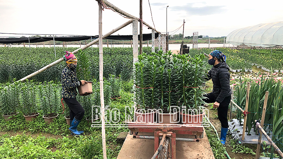 Nghề trồng hoa ở xã Nam Phong (thành phố Nam Định) luôn thu hút đông chị em phụ nữ tham gia.