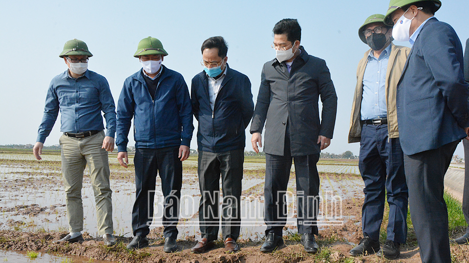 Đồng chí Phó Chủ tịch Thường trực UBND tỉnh; lãnh đạo Cục Trồng trọt kiểm tra sản xuất lúa xuân tại Hải Đông (Hải Hậu).