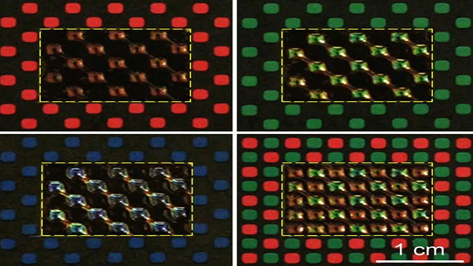 Mỗi tế bào sắc tố nhân tạo hoạt động giống như một pixel trên màn hình để khớp với họa tiết và màu sắc xung quanh. (Ảnh: Đại học Pennsylvania)