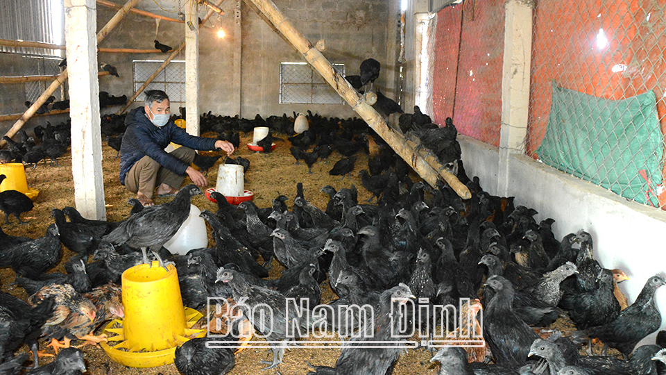Anh Bùi Văn Thắng, thôn Đắc Lực, xã Liên Bảo (Vụ Bản) thường xuyên thắp đèn, bổ sung thức ăn cho đàn gà bảo đảm đủ chất dinh dưỡng để chống rét.