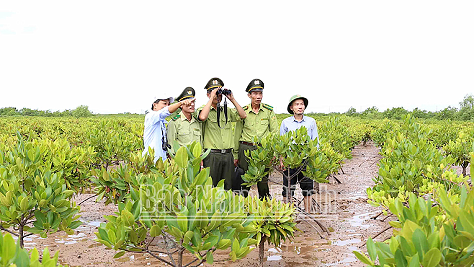 Lực lượng kiểm lâm của tỉnh thường xuyên giám sát và thực hiện các biện pháp bảo vệ rừng tại huyện Giao Thủy 