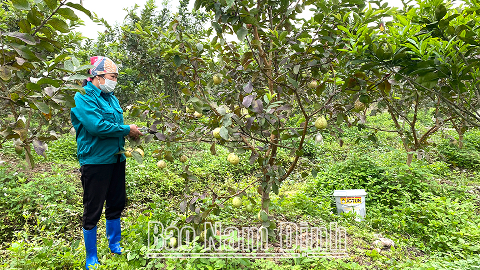 Trang trại trồng cây ăn quả của chị Nguyễn Thị Hương, chi Hội Phụ nữ thôn 7 cho thu nhập 200-250 triệu đồng/năm.
