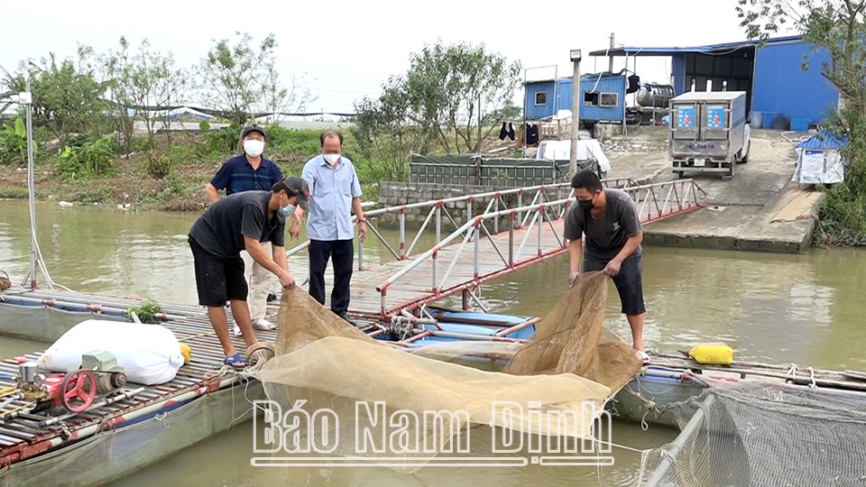 Mô hình nuôi cá lồng trên sông Hồng tại xã Mỹ Tân.
