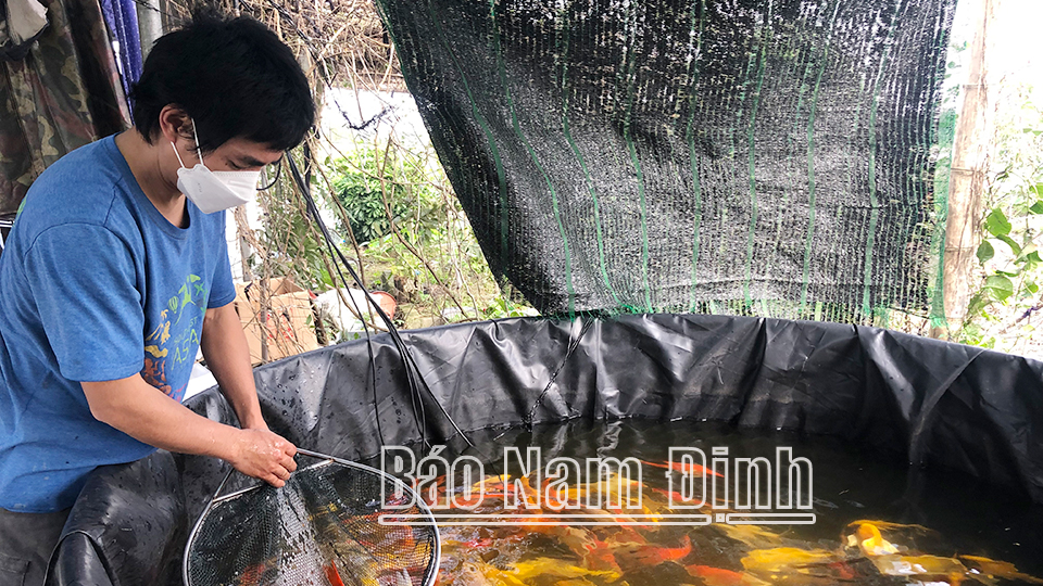 Anh Trần Văn Khoa, xã Mỹ Hà (Mỹ Lộc) kiểm tra chất lượng đàn cá Koi.  Bài và ảnh: Thanh Hoa