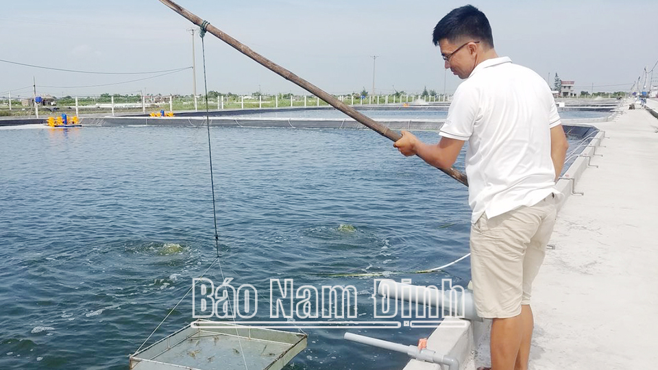 Mô hình nuôi tôm ứng dụng khoa học kỹ thuật đạt hiệu quả cao của Công ty TNHH Sản xuất giống và Nuôi trồng thủy sản Hoàng Hiệp, xã Bạch Long.