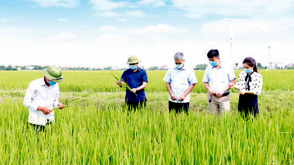 Xã Yên Khánh (Ý Yên) xây dựng cánh đồng mẫu lớn, phát triển sản phẩm lúa Bắc Thơm số 7 mang giá trị kinh tế cao.