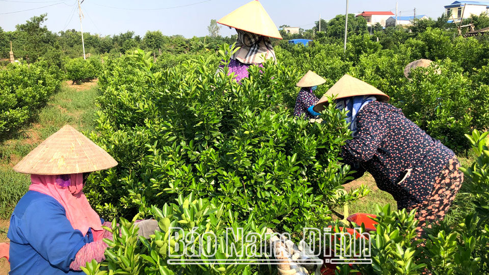 Hội viên phụ nữ xã Nam Phong (thành phố Nam Định) phát triển nghề trồng quất truyền thống đảm bảo việc làm và thu nhập ổn định.