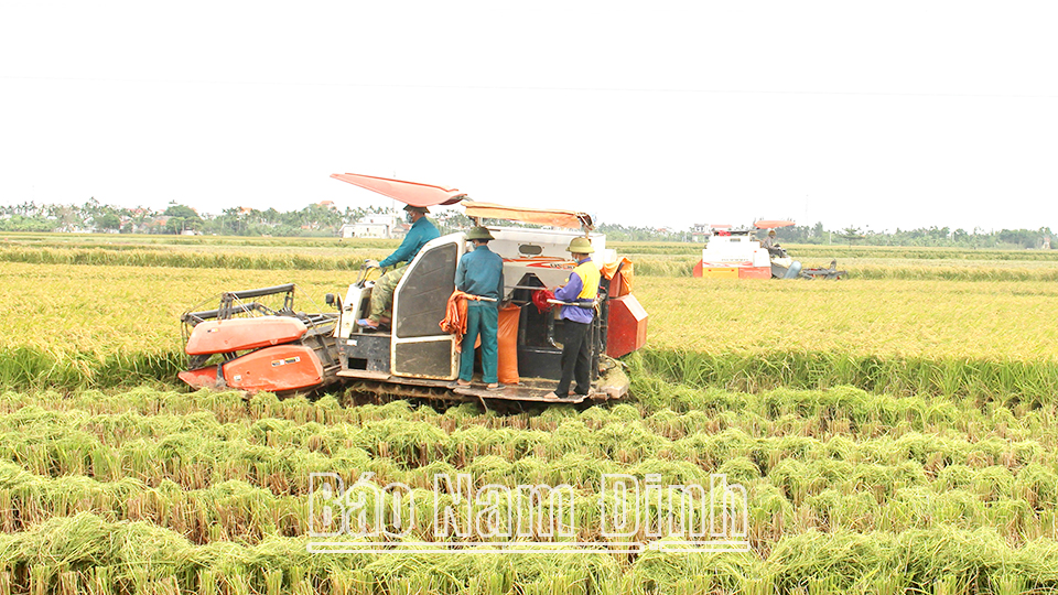 Thu hoạch lúa trên cánh đồng liên kết sản xuất lúa chất lượng cao của Công ty TNHH Cường Tân (Trực Ninh).  Bài và ảnh: Ngọc Ánh