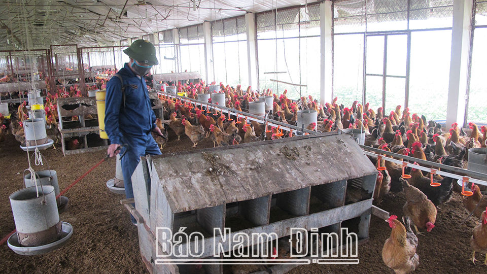 Chăm sóc gà đẻ theo công nghệ khép kín tại Công ty Cổ phần Gà giống Châu Thành, xã Nam Hùng (Nam Trực) (ảnh 1); Một cửa hàng thực phẩm an toàn của Hiệp hội Nông nghiệp sạch Nam Định (ảnh 2).
