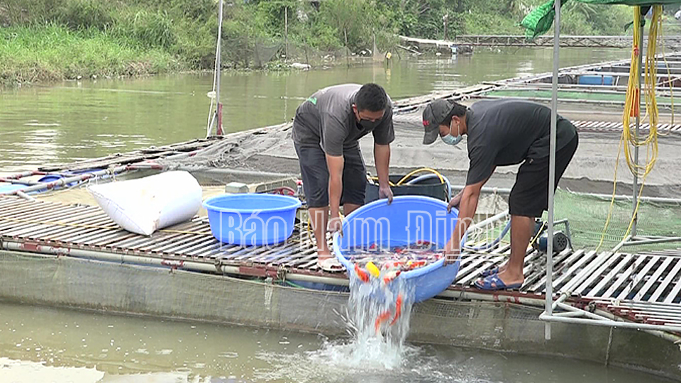 Khai thác thế mạnh ven sông Hồng của địa phương, người dân xã Mỹ Tân (Mỹ Lộc) đã đầu tư nuôi cá lồng tạo sản phẩm sạch, mang lại nguồn thu nhập cao.