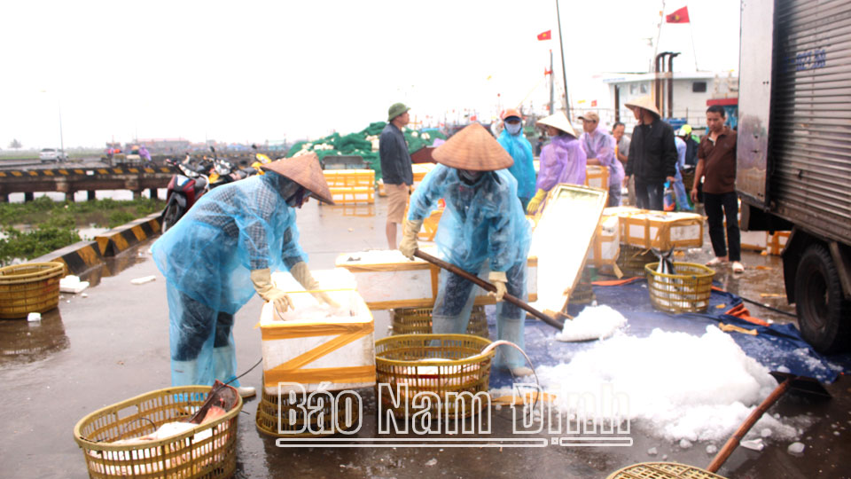 Bảo quản hải sản về cảng ngay sau chuyến biển dài ngày tại cảng cá Ninh Cơ, thị trấn Thịnh Long (Hải Hậu).  Bài và ảnh: Thanh Hoa