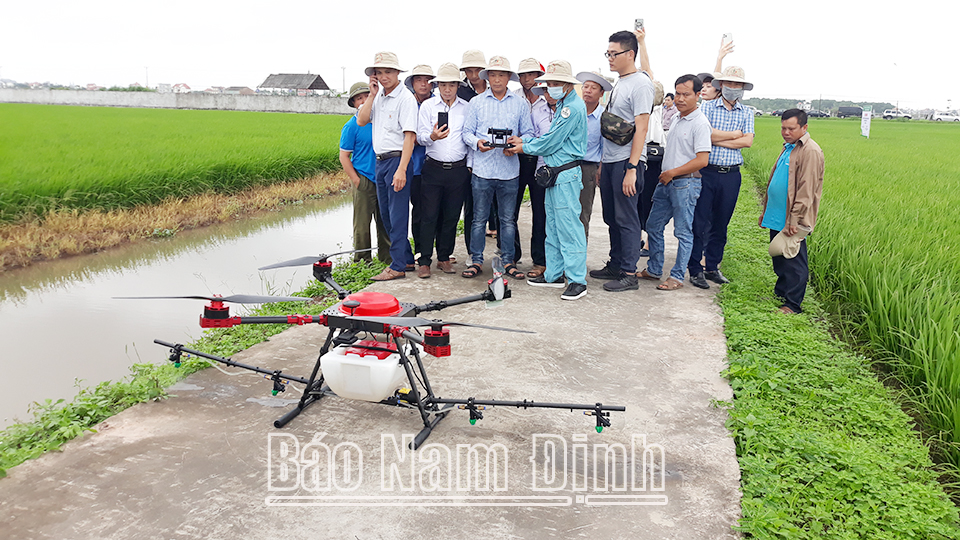 Ứng dụng, vận hành thiết bị bay không người lái trong phun thuốc trừ sâu cho lúa tại xã Trực Hùng (Trực Ninh).
