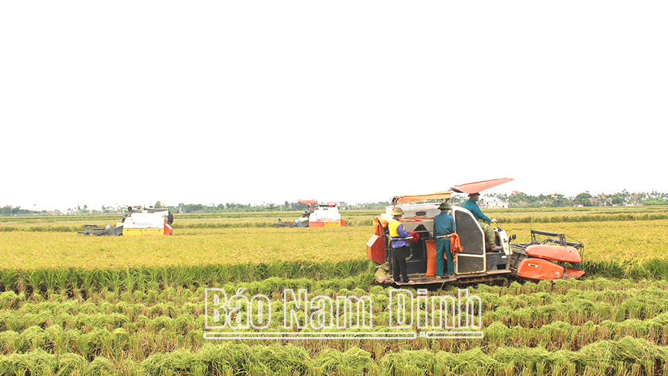 Nhờ thành quả của tái cơ cấu nông nghiệp, nông dân Trực Ninh đã cơ giới hóa 100% khâu thu hoạch lúa.