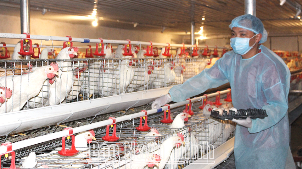 Trang trại nuôi gà đẻ đạt tiêu chuẩn VietGAP của ông Mai Văn Sơn, xã Hải Thanh (Hải Hậu).