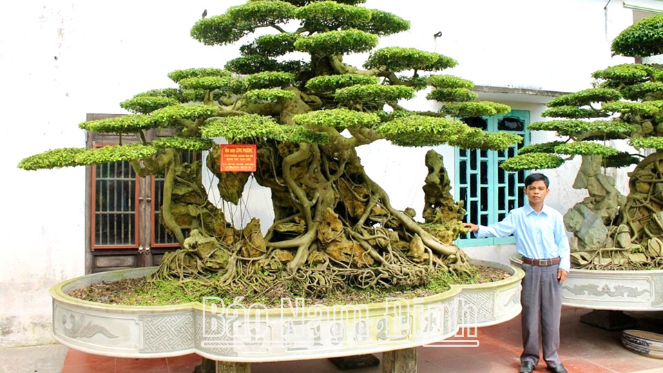 Nghệ nhân sinh vật cảnh Lưu Thành Công, xã Hải Phú bên cạnh tác phẩm cây sanh ôm đá thế “tam sơn”.  Ảnh: Do cơ sở cung cấp