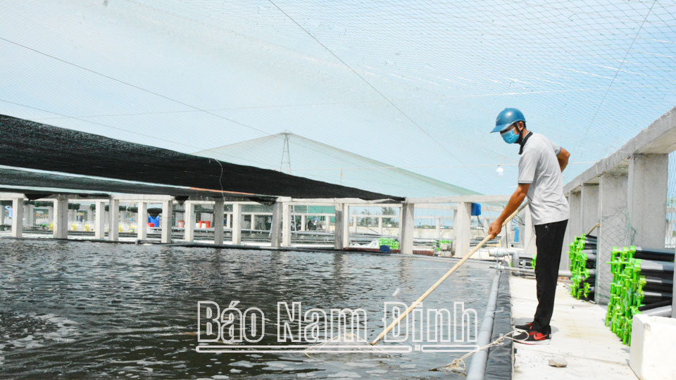 Với sự hỗ trợ của Trung tâm Giống thủy hải sản Nam Định, gia đình anh Nguyễn Minh Đoàn, xã Hải Đông (Hải Hậu) đã áp dụng thành công mô hình nuôi tôm thẻ chân trắng thâm canh cho năng suất cao.