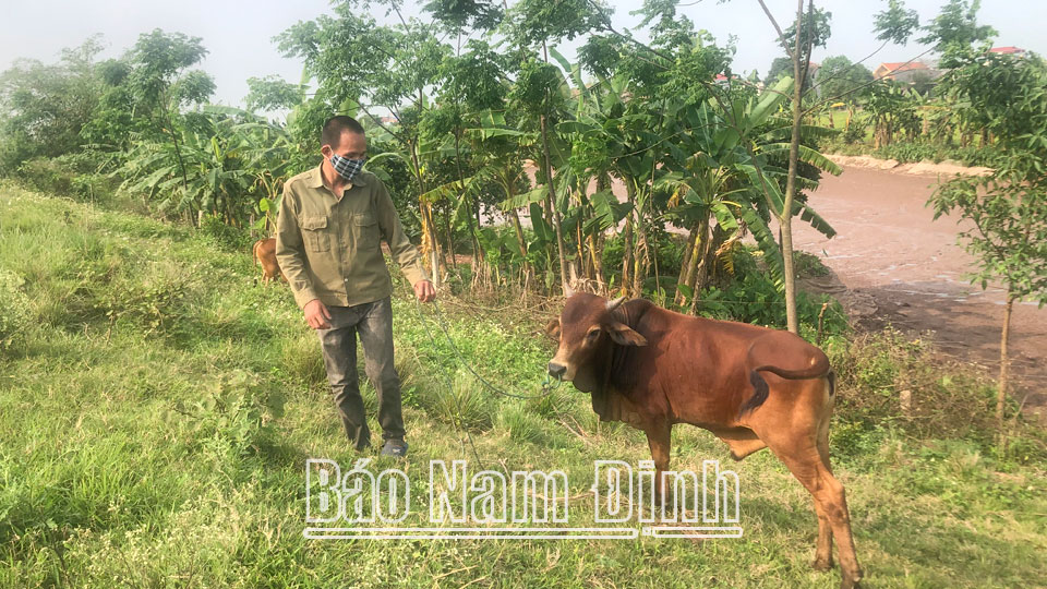 Anh Nguyễn Văn Hưng ở xã Xuân Hồng (Xuân Trường) dù bị khiếm thị vẫn nỗ lực trồng trọt, chăn nuôi phát triển kinh tế gia đình.