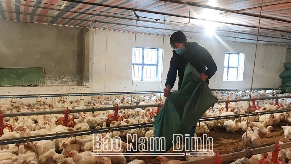 Nhờ áp dụng khoa học kỹ thuật vào chăn nuôi, chị Mai Thị Vinh ở thôn Già, xã Kim Thái (Vụ Bản) nuôi gà theo tiêu chuẩn VietGAP đạt hiệu quả kinh tế cao.