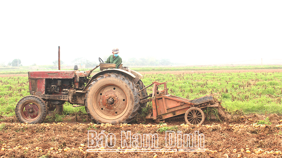 Thu hoạch khoai tây bằng máy tự chế của gia đình ông Trịnh Văn Diện, xóm An Trạch, xã Trực Chính.