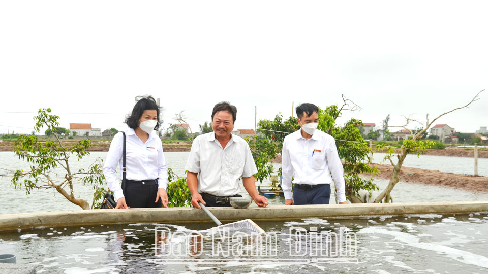 Được vốn Agribank tiếp sức, ông Nguyễn Văn Hoan ở thị trấn Rạng Đông (Nghĩa Hưng) đã phát triển kinh tế nuôi thả cá mú và tôm thẻ chân trắng.